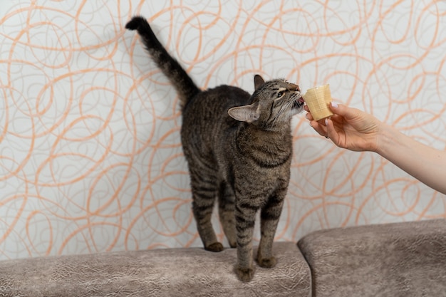 Europäische Kurzhaarkatze isst gerne Eis, das die Gastgeberin in der Hand hält