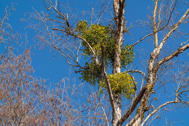 Europäische Mistel auf kahlen Baum