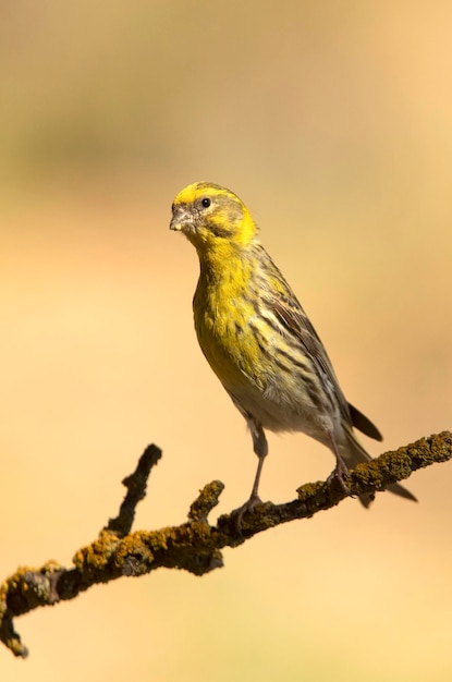 Europäische Serin mit den letzten Lichtern des Nachmittags eines Frühlingstages in einem Wirt