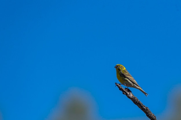 Europäische Serin Serinus Serinus Malaga Spanien