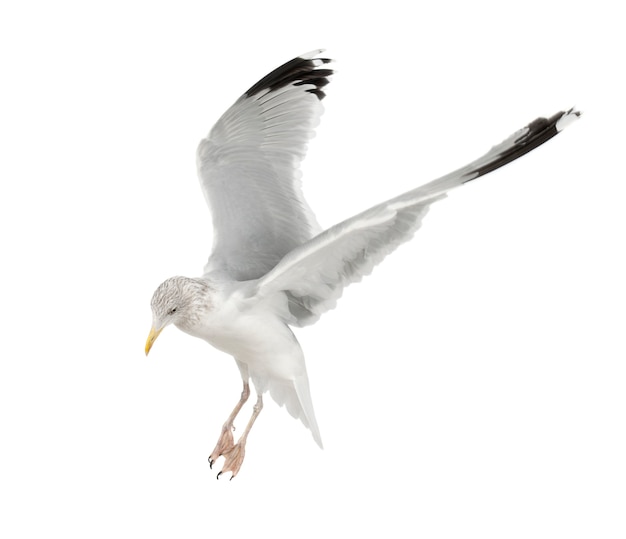 Europäische Silbermöwe, Larus argentatus, 4 Jahre alt, fliegt vor weißem Hintergrund