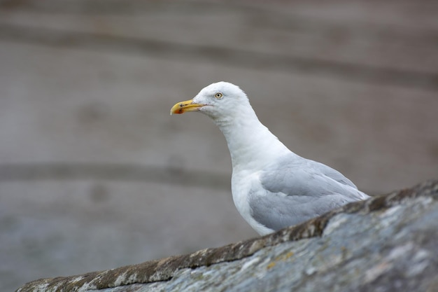 Europäische Silbermöwe Larus argentatus