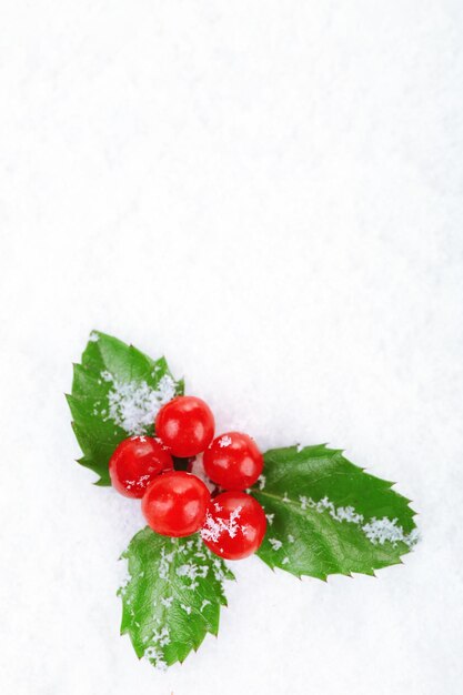 Europäische Stechpalme (Ilex Aquifolium) mit Beeren auf Schnee, Nahaufnahme