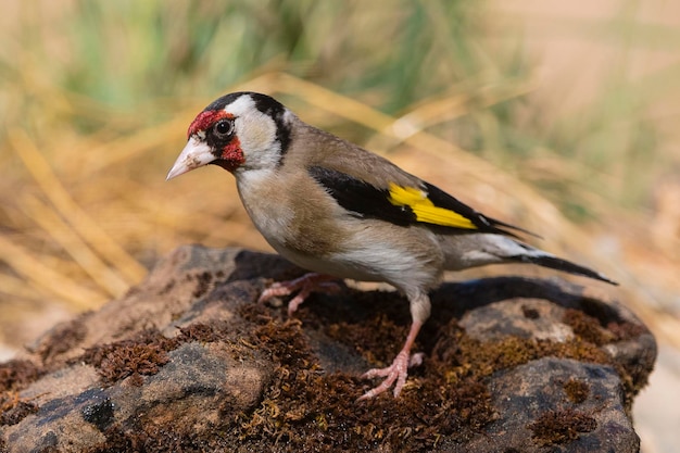 Europäische Stieglitz oder Stieglitz Carduelis Carduelis Malaga Spanien