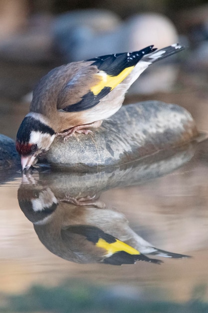 Europäische Stieglitz oder Stieglitz Carduelis Carduelis Malaga Spanien