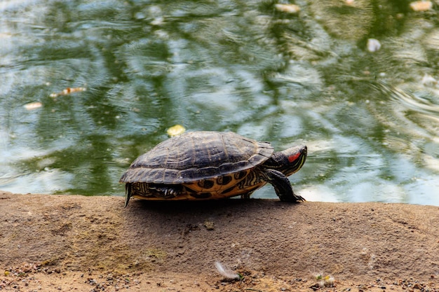 Europäische Sumpfschildkröte Emys orbicularis