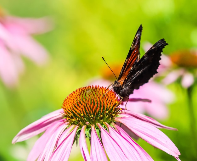 Europäische Tagpfauenauge auf lila Blume Echinacea in einem sonnigen Sommergarten