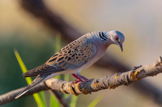 Europäische Turteltaube (Streptopelia turtur) Toledo, Spanien