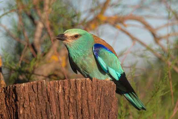 Europäische Walze Blauwalze gemeinsame Walze oder Walze Coracias garrulus Toledo Spanien