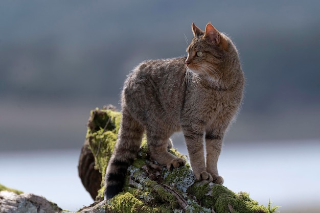 Europäische Wildkatze Felis silvestris silvestris Cadiz Spanien