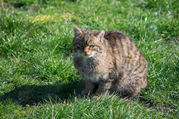 Europäische Wildkatze (Felis Silvestris Silvestris)