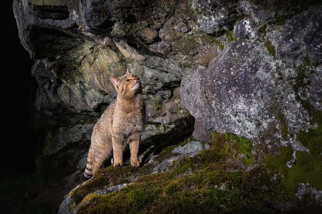 Europäische Wildkatze in schönem Naturlebensraum