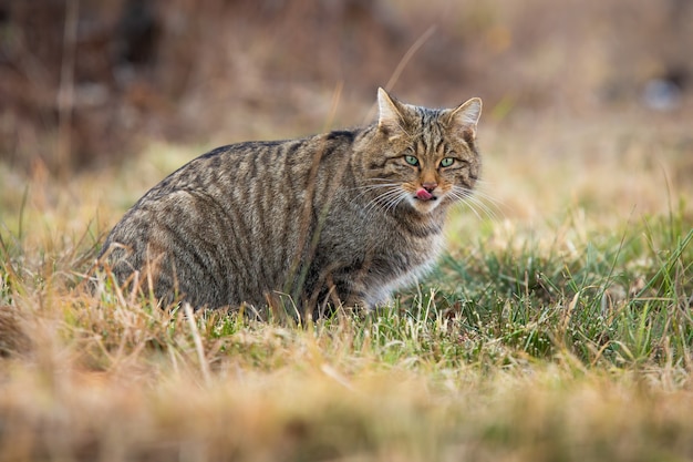 Europäische Wildkatze zeigt Zunge bei der Jagd auf der Wiese im Herbst