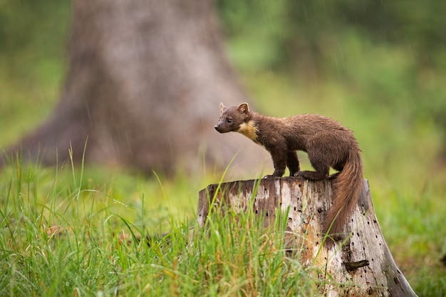 Europäischer Baummarder, Martes Martes, stehend auf einem Baumstumpf im Wald im Regen.