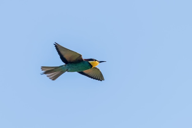 Europäischer Bienenfresser im Flug (Merops Apiaster)