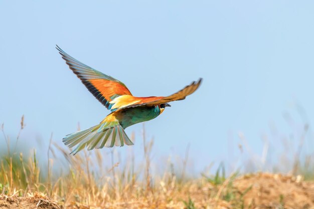 Europäischer Bienenfresser im Flug (Merops Apiaster)