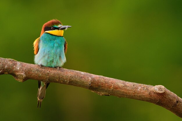 Europäischer Bienenfresser Merops Apiaster auf einem Zweig exotischer farbenfroher Zugvogel