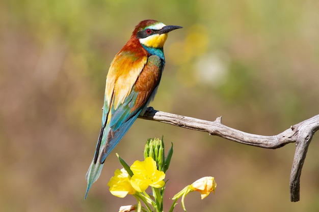 Europäischer Bienenfresser merops apiaster Bird sitzt auf einem trockenen Ast in der Nähe einer schönen Blume