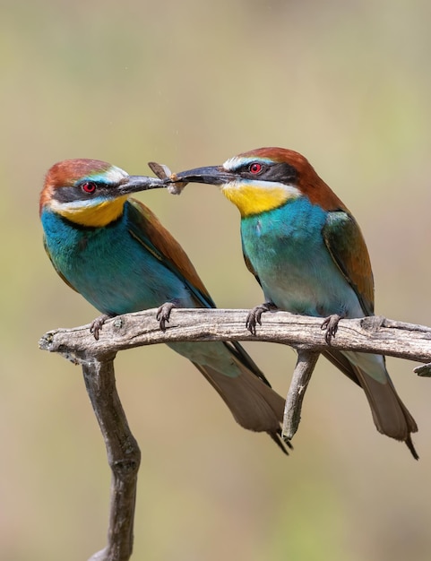 Europäischer Bienenfresser Merops apiaster Das Männchen gibt dem Weibchen ein Geschenk