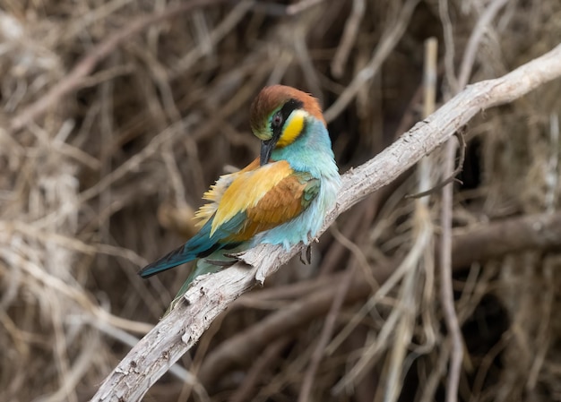 Europäischer Bienenfresser Merops apiaster, der seine Federn putzt