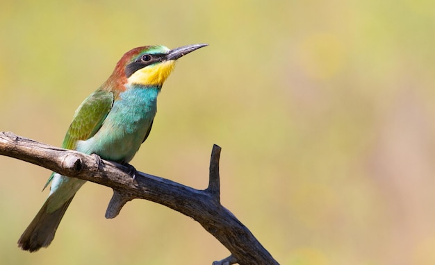 Europäischer Bienenfresser merops apiaster Ein junger Vogel sitzt auf einem Ast Tolles Bokeh Früher Morgen