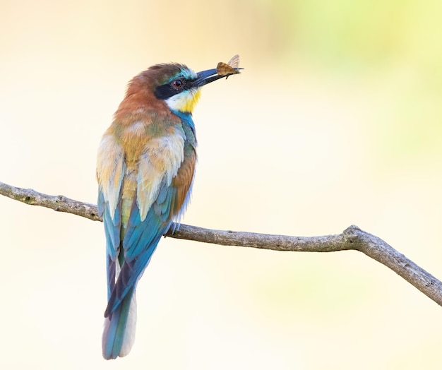 Europäischer Bienenfresser Merops apiaster Ein Vogel hält einen Schmetterling in seinem Schnabel