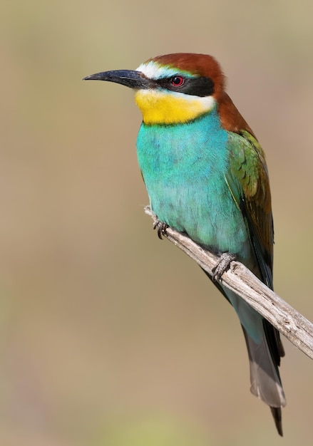 Europäischer Bienenfresser Merops Apiaster Ein Vogel sitzt auf einem Ast auf einem verschwommenen Hintergrund