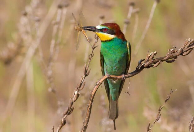 Europäischer Bienenfresser merops apiaster Ein Vogel sitzt auf einem Pflanzenstängel und hält eine Libelle in seinem Schnabel