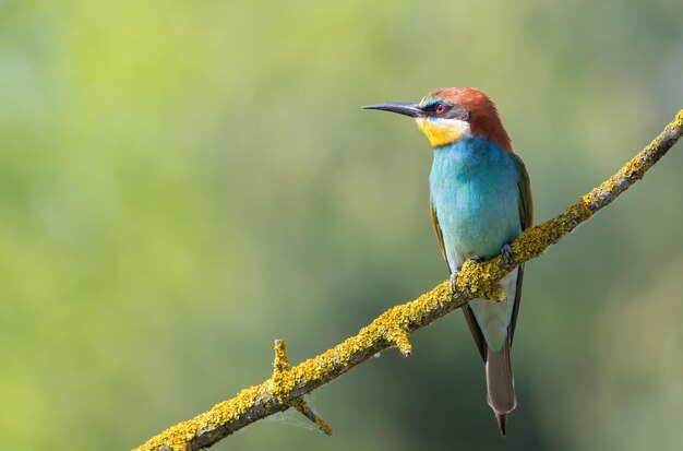 Europäischer Bienenfresser merops apiaster Ein Vogel sitzt auf einem schönen Ast vor einem verschwommenen Hintergrund