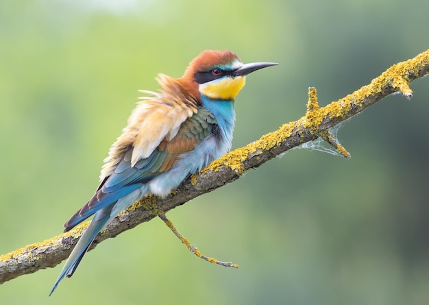 Europäischer Bienenfresser Merops Apiaster Ein wunderschöner Vogel sitzt auf einem Ast und breitet seine Federn aus