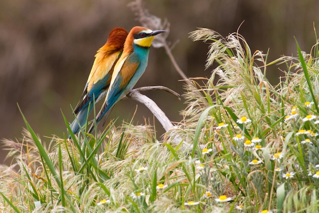 Europäischer Bienenfresser Merops apiaster Gemeiner Bienenfresser