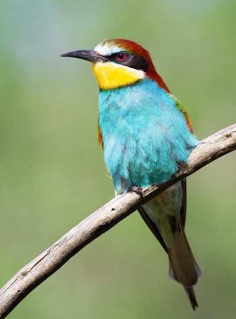 Europäischer Bienenfresser merops apiaster Schöne Nahaufnahme des Vogels im Morgenlicht