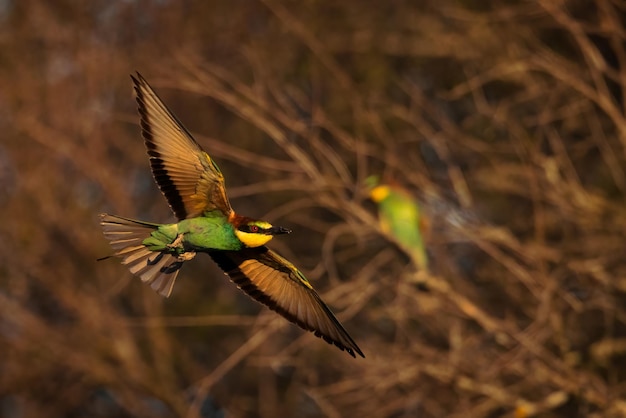 Europäischer Bienenfresser Merops apiaster