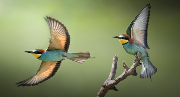 Europäischer Bienenfresser Merops apiaster