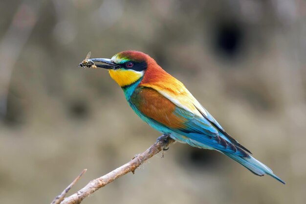 Europäischer Bienenfresser (Merops Apiaster)