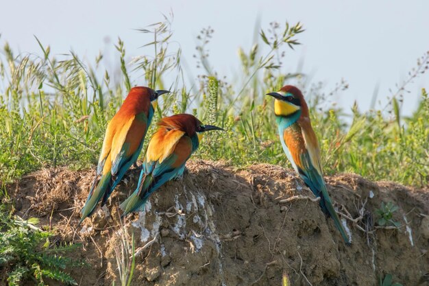 Europäischer Bienenfresser Merops apiaster