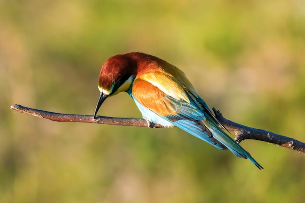 Europäischer Bienenfresser (Merops Apiaster)