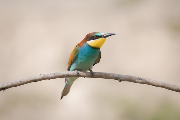 Europäischer Bienenfresser Merops apiaster