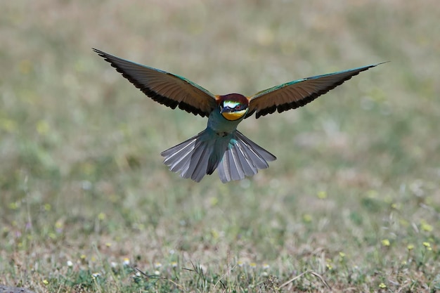 Europäischer Bienenfresser Merops apiaster