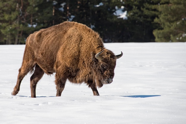 Europäischer Bison auf Schnee