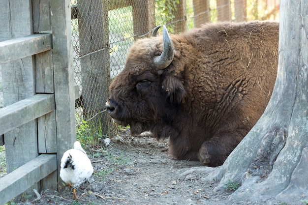 Foto europäischer bison - bison bonasus im moldawischen reservat.