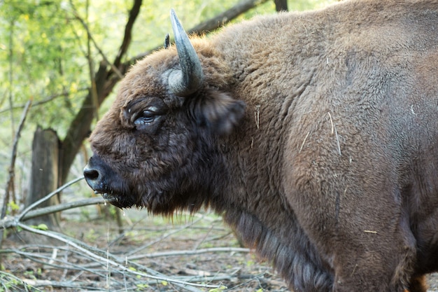 Europäischer Bison - Bison Bonasus im moldawischen Reservat.