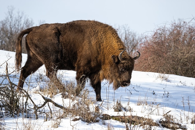 Europäischer Bison-Männchen, der im Winter auf verschneiter Waldwiese weidet