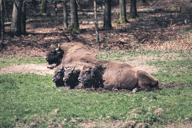 Europäischer Bison sitzt an Land