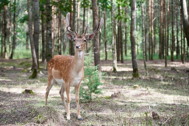 Europäischer Damhirsch Dama Dama mit großen Hörnern im Wald Wilde Hirsche stehen zwischen den Bäumen