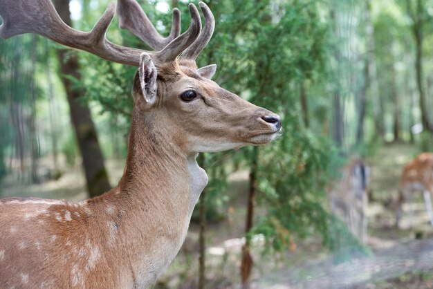 Europäischer Damhirsch Dama Dama mit großen Hörnern im Wald Wilde Hirsche stehen zwischen den Bäumen