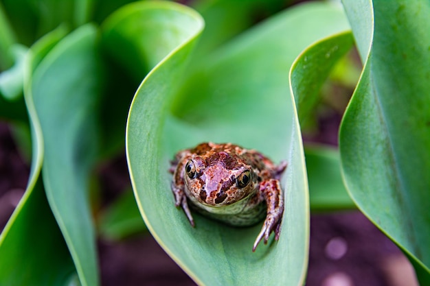 Europäischer gemeiner brauner Frosch sitzt nach Regen auf grünem Blatt. Rana temporaria Nahaufnahme.