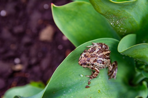 Europäischer gemeiner brauner Frosch sitzt nach Regen auf grünem Blatt. Rana temporaria Nahaufnahme.