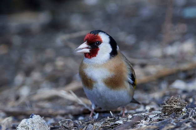 Europäischer Goldfinch (Carduelis Carduelis)