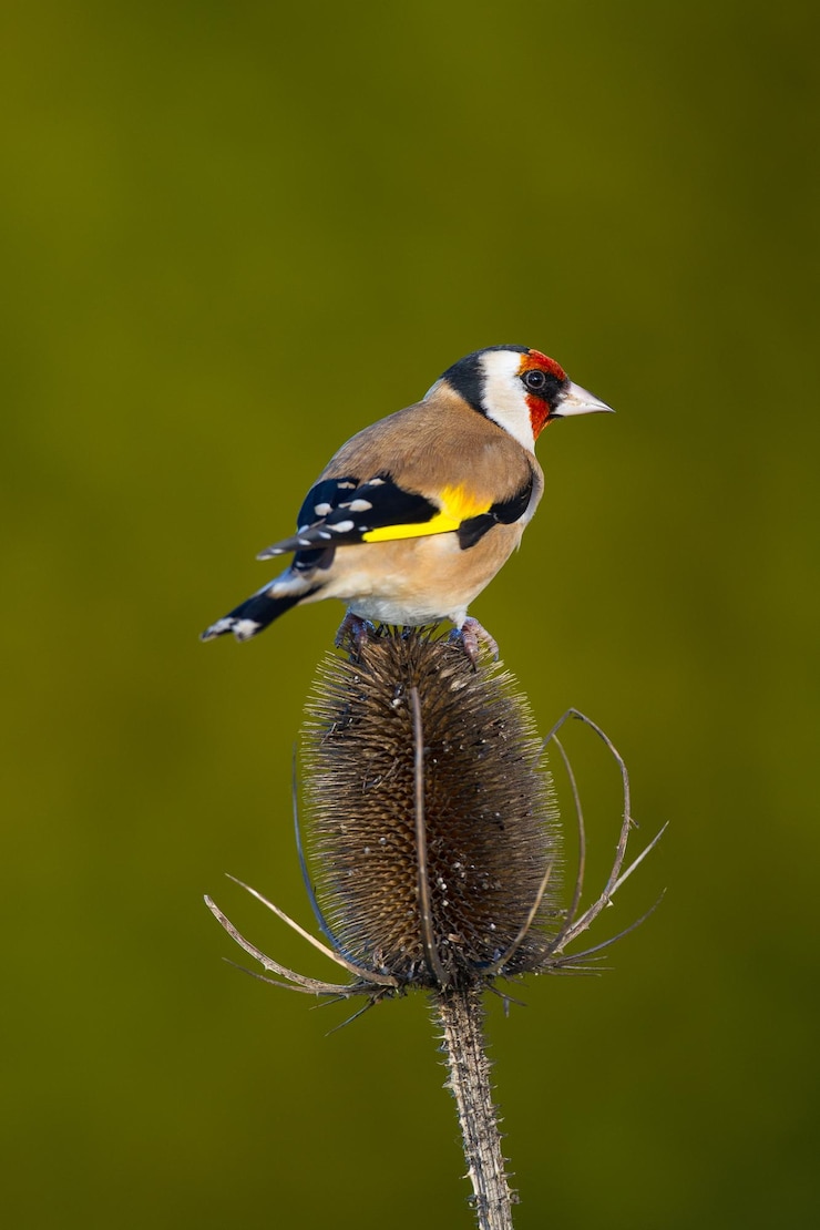 Foto europäischer goldfinch, der auf einem teasel sitzt